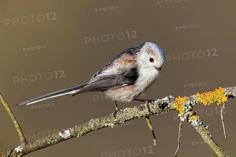 Long-tailed Tit, (Aegithalos caudatus), songbird, animals, birds, family of tits, Nahe valley, Rhineland-Palatinate, Federal Republic of Germany