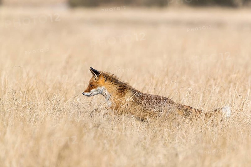 One red fox, Vulpes vulpes, running over a meadow with tall dry grass on a sunny day