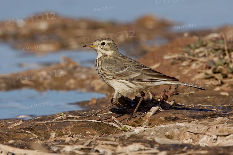 American Pipit Anthus rubescens Gilbert, Arizona, United States 18 January Adult nonbreeding plumage. MOTACILLIDAE