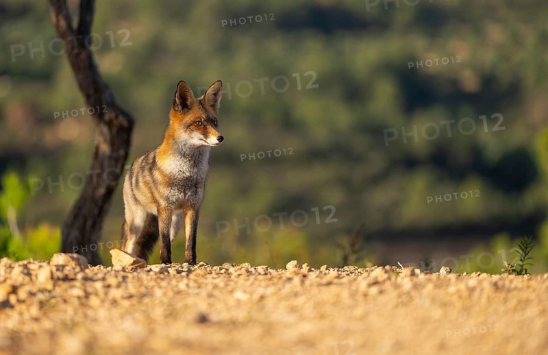 A solitary red fox stands alert in a serene forest setting, bathed in the warm glow of golden hour light, with soft-focus green foliage in the background