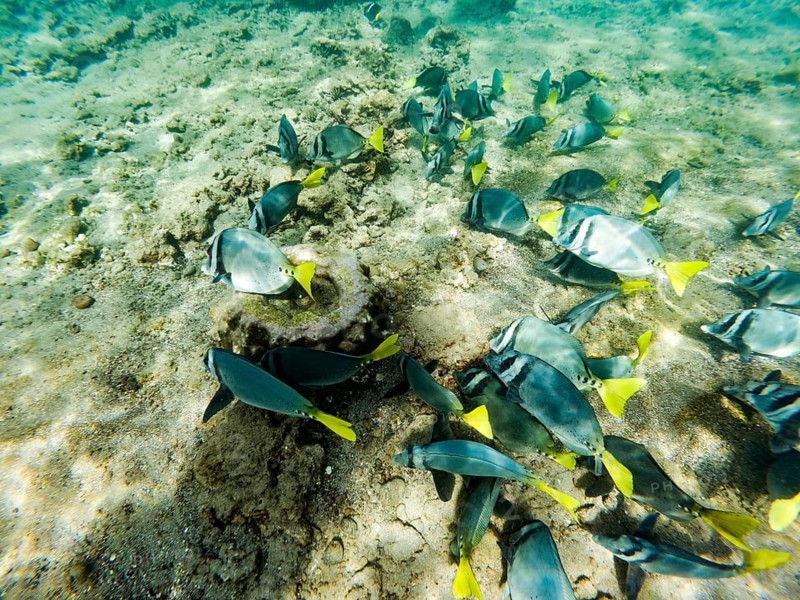 Razor surgeonfish (Prionurus laticlavius), underwater, Galapagos, Ecuador