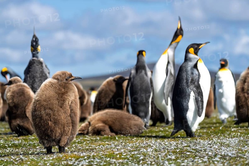 King penguins (Aptenodytes patagonicus), adults and juveniles in brown dun plumage, in the breeding colony on grass, Volunteer Point, East Falkland, Falkland Islands