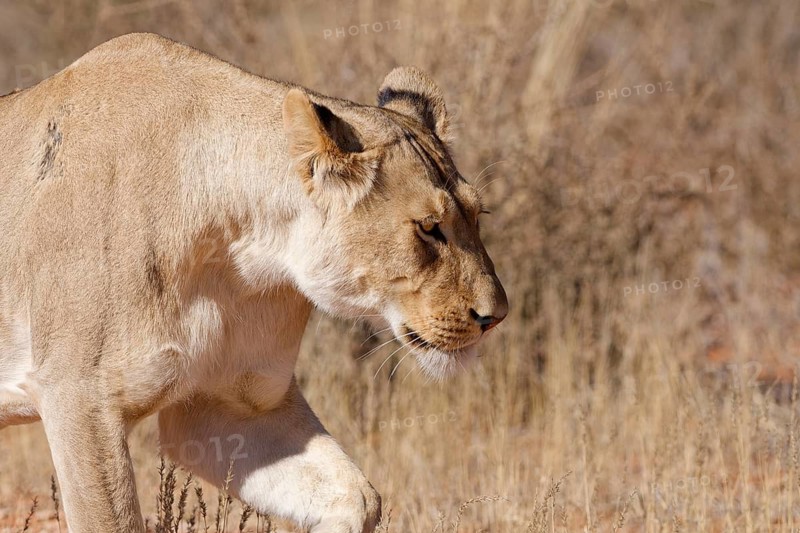 African lion (Panthera leo), lioness, adult female walking, head close-up, profile view, Kgalagadi Transfrontier Park, Northern Cape, South Africa