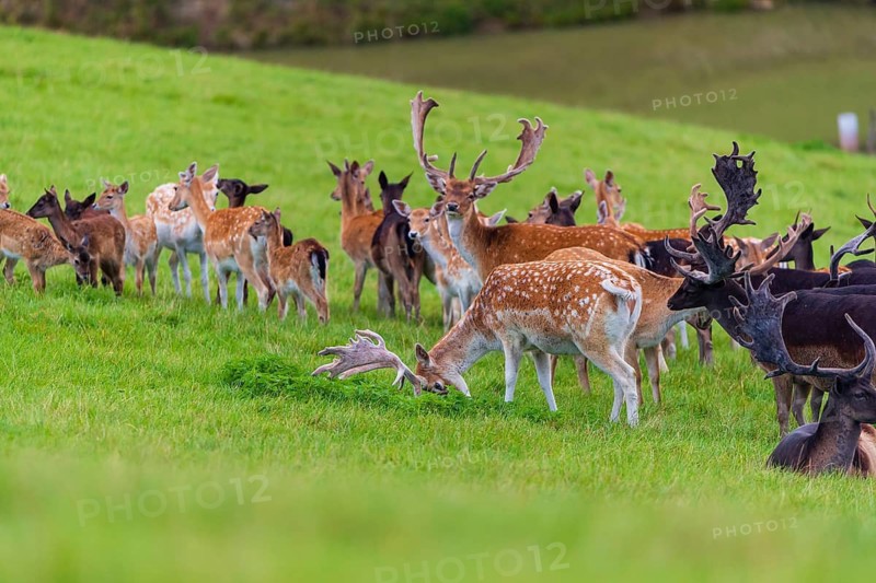 A herd of fallow deer (Dama dama) stands on a green meadow on hilly ground. A freshwater pond is in the background