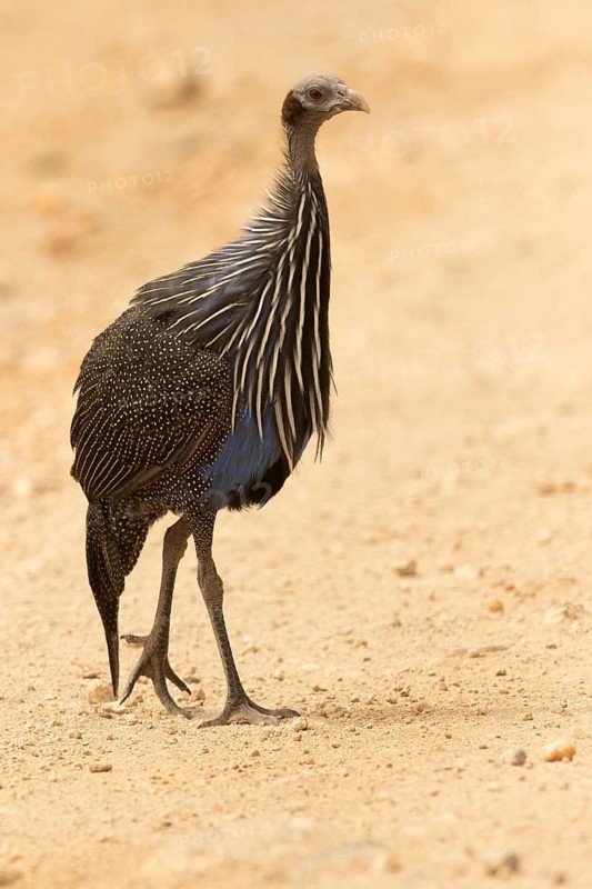 Vulturine Guineafowl (Acryllium vulturinum), Samburu, Kenya