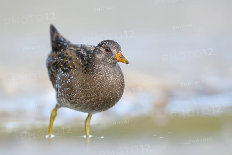 Spotted Crake (Porzana porzana), Rhine Delta, Austria