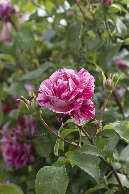 Climbing rose (Rosa COLIBRI), Germany