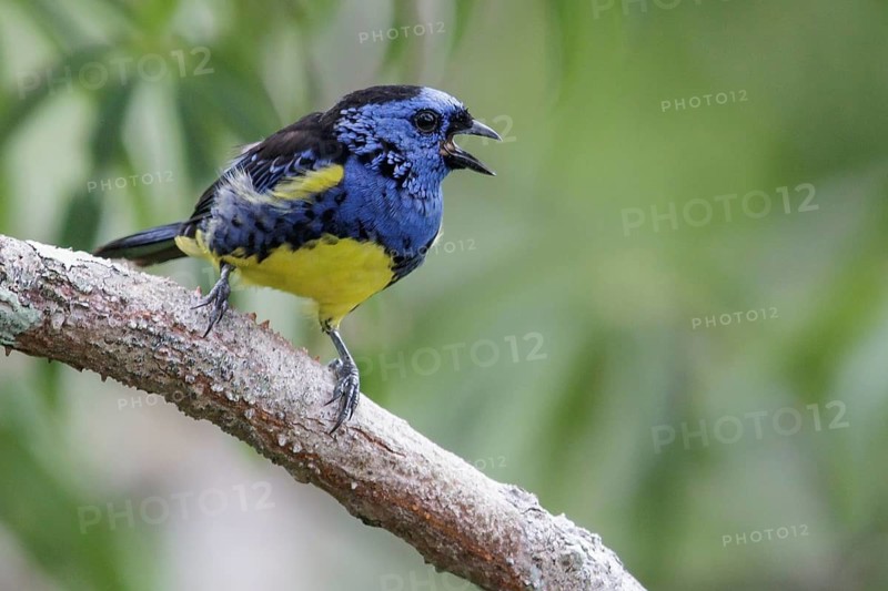 Turquoise Tanager (Tangara mexicana) perched on a branch in Ecuador