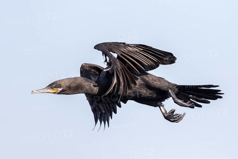 Neotropic Cormorant (Phalacrocorax brasilianus) flying, Santa Rosa, Guatemala