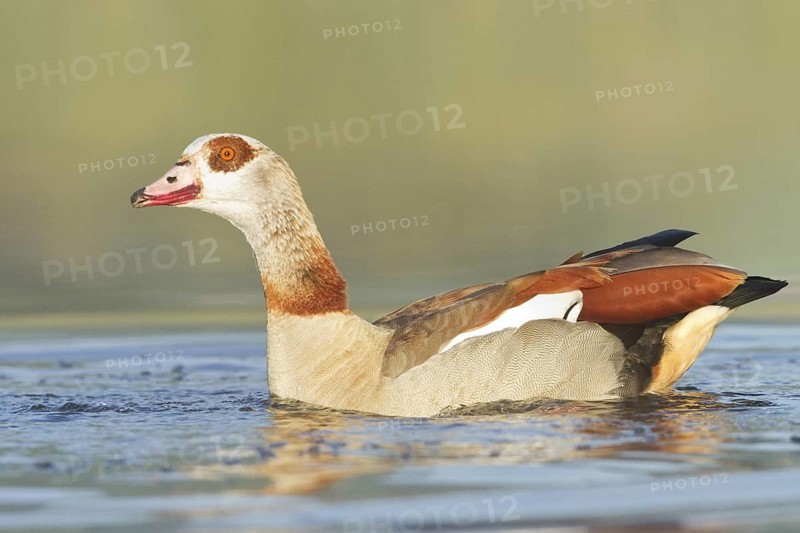 Egyptian Goose (Alopochen aegyptiaca), St. Gallen, Switzerland