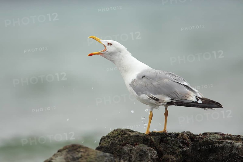 Yellow-legged Gull (Larus michahellis) calling, Asturias, Spain