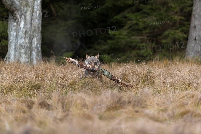One young male eurasian gray wolf (Canis lupus lupus) running over a meadow with tall grass. A dark forest in the background