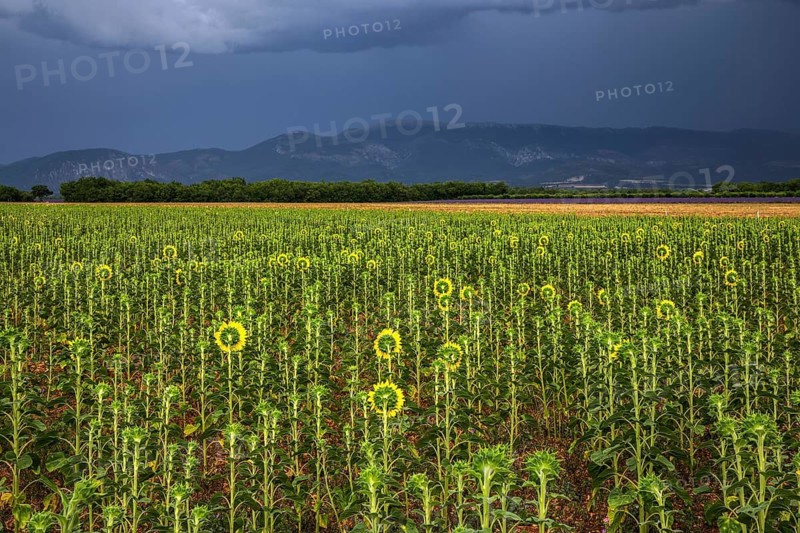 Sunflowers (Helianthus annuus), sunflower field, thunderstorm atmosphere, Provence, France
