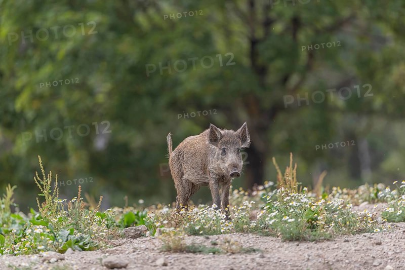 One young adult wild boar or wild pig (Sus scrofa) walking over an opening with some flowering plants around and a green forest in the background