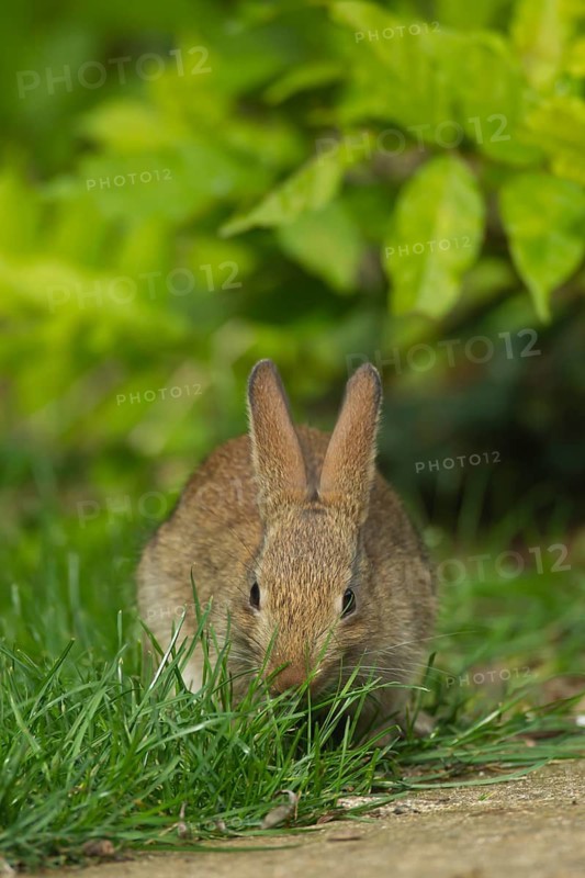 Rabbit (Oryctolagus cuniculus) juvenile baby animal feeding on a garden lawn, Norfolk, England, United Kingdom