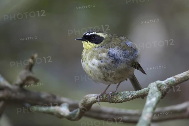 Yellow-throated Scrubwren (Sericornis citreogularis) male, Queensland, Australia