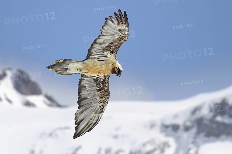 Bearded Vulture (Gypaetus barbatus) flying, Valais, Switzerland