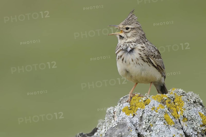 Thekla Lark (Galerida theklae) singing, Spain