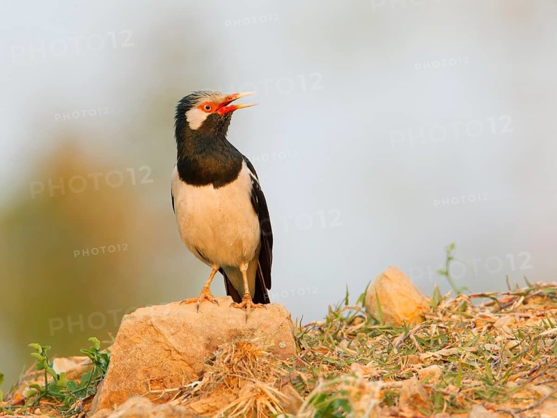 Pied Myna (Gracupica contra) singing, Phetchaburi, Thailand