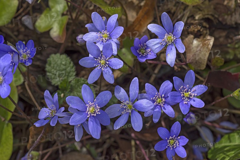 Blooming liverwort (Hepatica nobilis), Hohenstadt, Middle Franconia, Bavaria, Germany