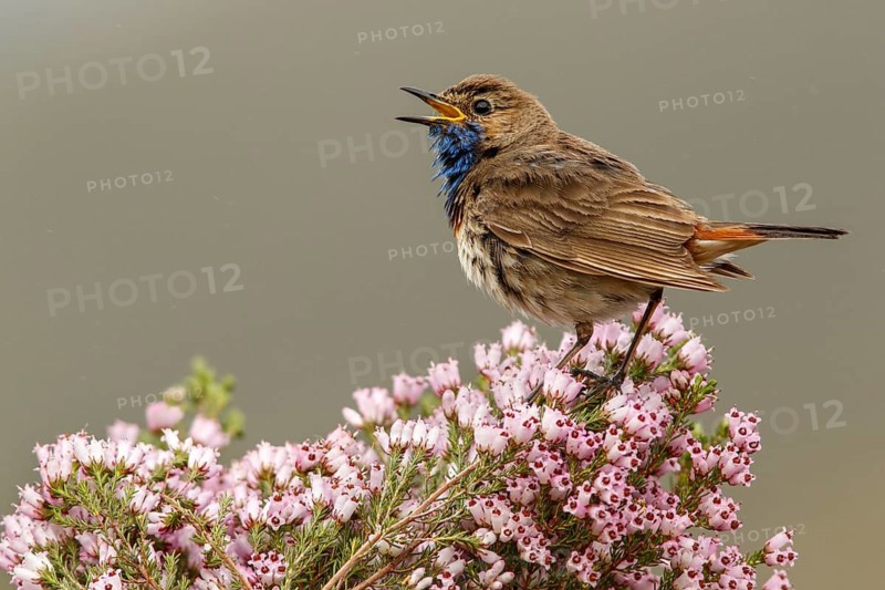 Bluethroat (Luscinia svecica), singing, Castile and Leon, Spain