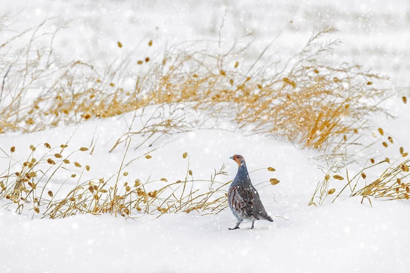 Grey partridge, English partridge, hun (Perdix perdix) male, cock foraging on snow covered field during snowfall in winter