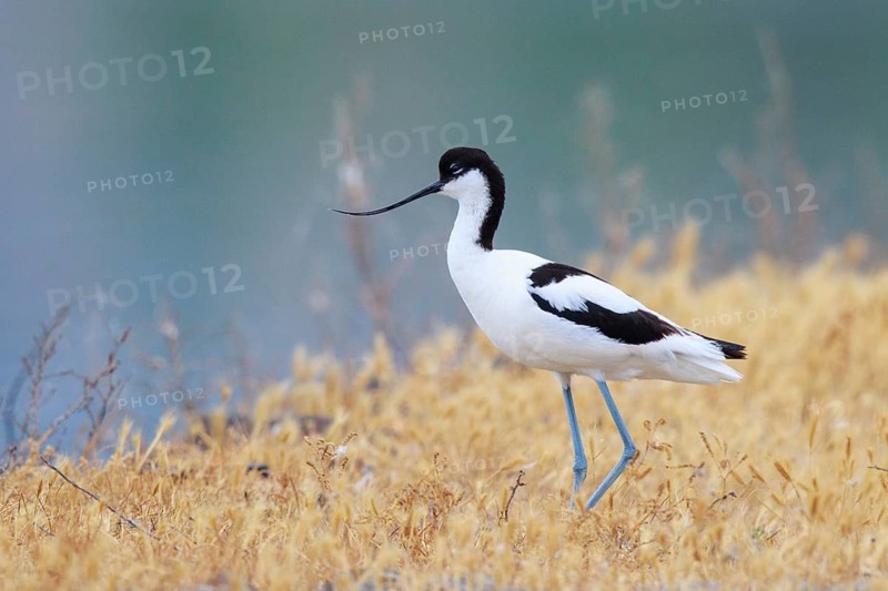 Pied Avocet (Recurvirostra avosetta), Lesvos, Greece