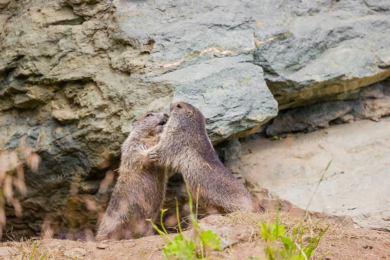 Two adult Alpine Marmots, Marmota marmota, play fighting in front of a rockwall