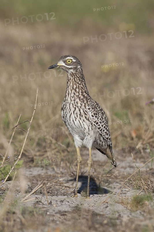 Kaptriel (Burhinus capensis), South Africa