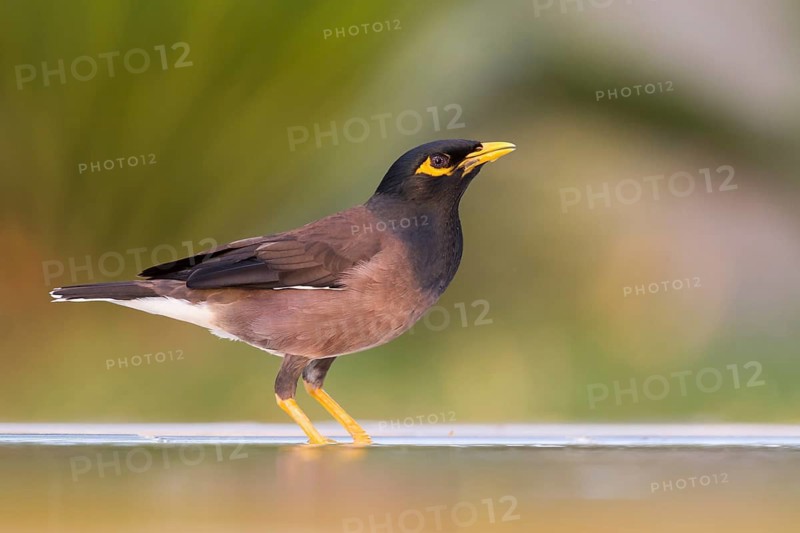 Common Myna - Hirtenmaina - Acridotheres tristis, Oman