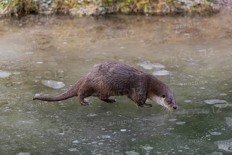 One Eurasian otter (Lutra lutra), walking on the ice of a frozen river