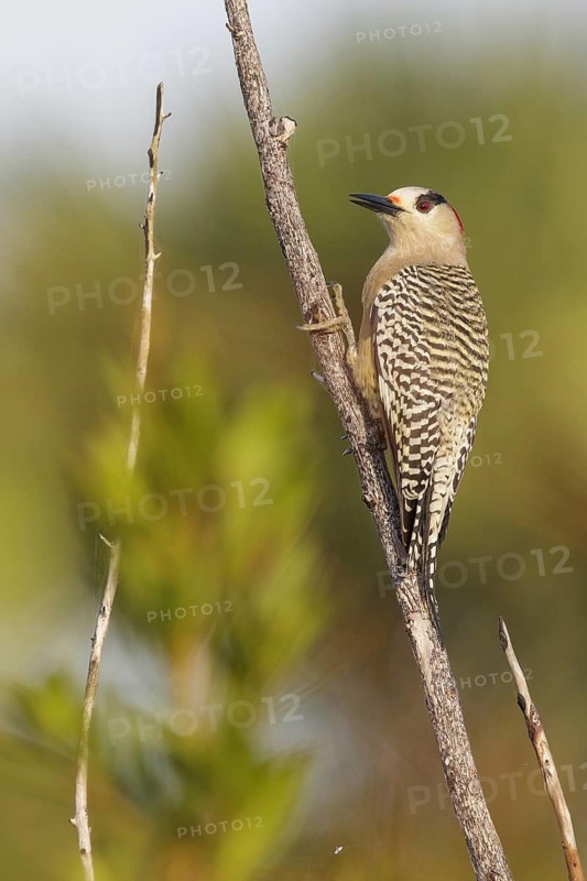 West Indian Woodpecker (Melanerpes superciliaris) perched on a branch in Cuba