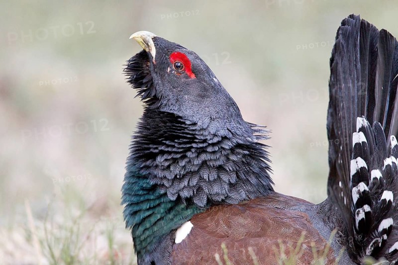 Western Capercaillie (Tetrao urogallus) male, Nizhegorodskaya, Russia