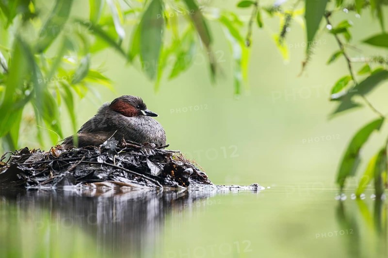 Little Grebe (Tachybaptus ruficollis) on nest, Hesse, Germany
