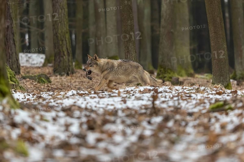 One young male eurasian gray wolf (Canis lupus lupus) walking over a forest floor with dead brown leaves and some snow on the ground