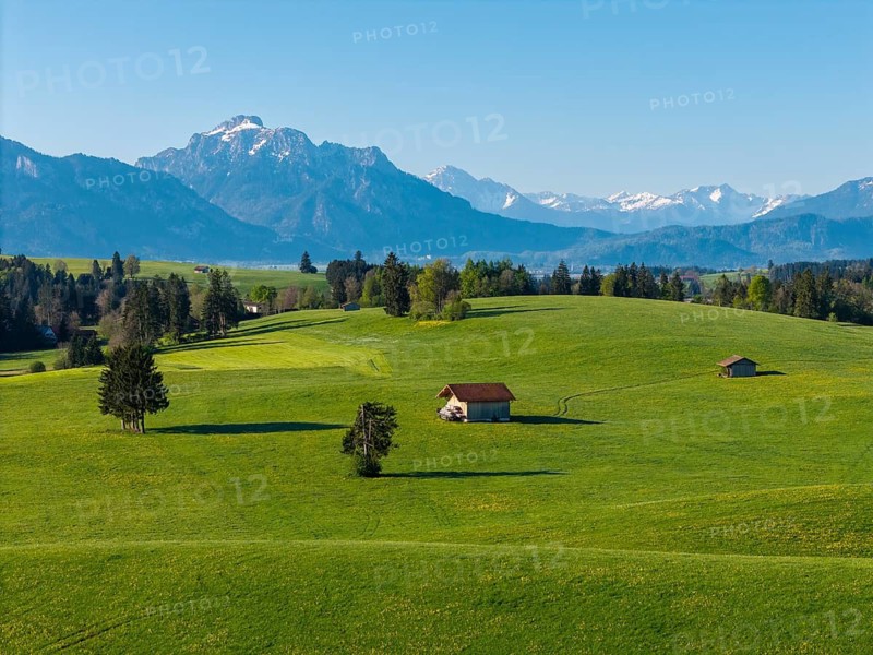 Green landscape with scattered huts and trees in front of a majestic mountain range, Alps, near Füssen, Ostallgäu, Allgäu, Bavaria, Germany