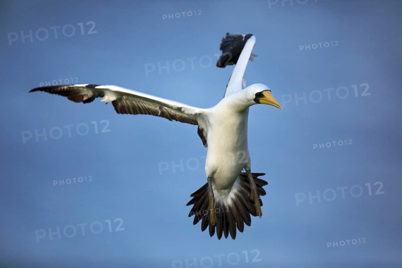 Masked Booby (Sula dactylatra tasmani) flying, Norfolk Island