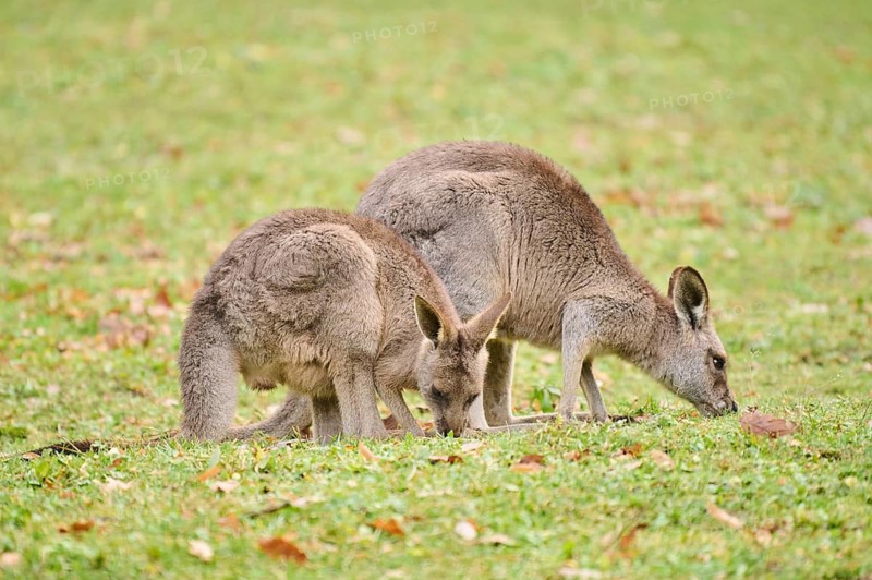 Western grey kangaroos (Macropus fuliginosus) standing on a meadow, Germany