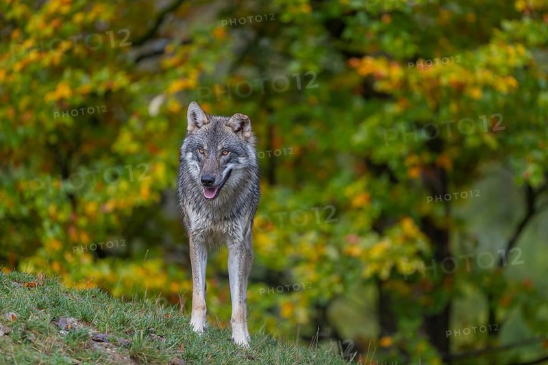 One eurasian gray wolf (Canis lupus lupus) standing on a hill on green grass with a forest in fall colours in the background