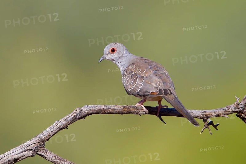 Diamond Dove (Geopelia cuneata) juvenile, New South Wales, Australia