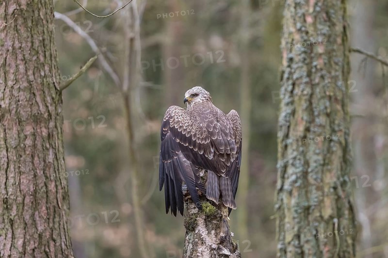 One black kite (Milvus migrans) sitting on a dead birch tree in a forest