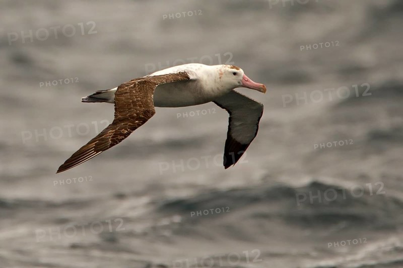 Antipodean Albatross (Diomedea antipodensis) flying, South Pacific Ocean, New Zealand