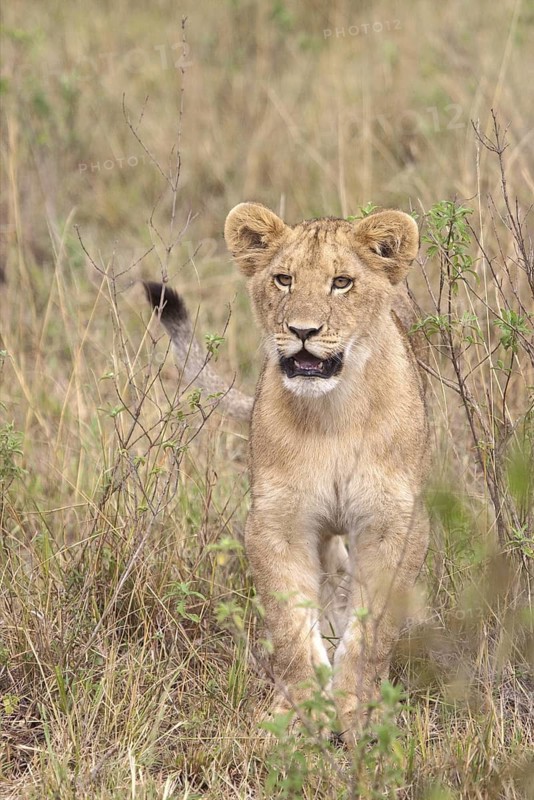 African Lion (Panthera leo) cub standing alone in grassland, Masai Mara, Kenya