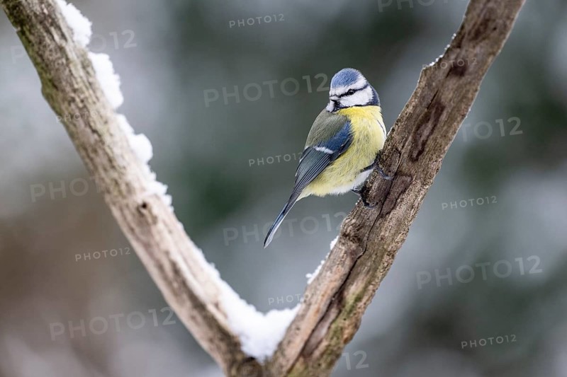 Blue tit (Parus caerulea), Emsland, Lower Saxony, Germany
