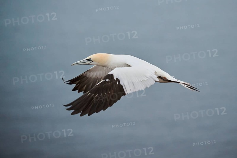 Northern gannet (Morus bassanus) flying over the sea, wildlife, Heligoland, Germany