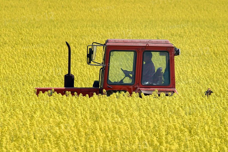 Nauen, Brandenburg, DEU - tractor in a blooming rapeseed field, Nauen, Germany