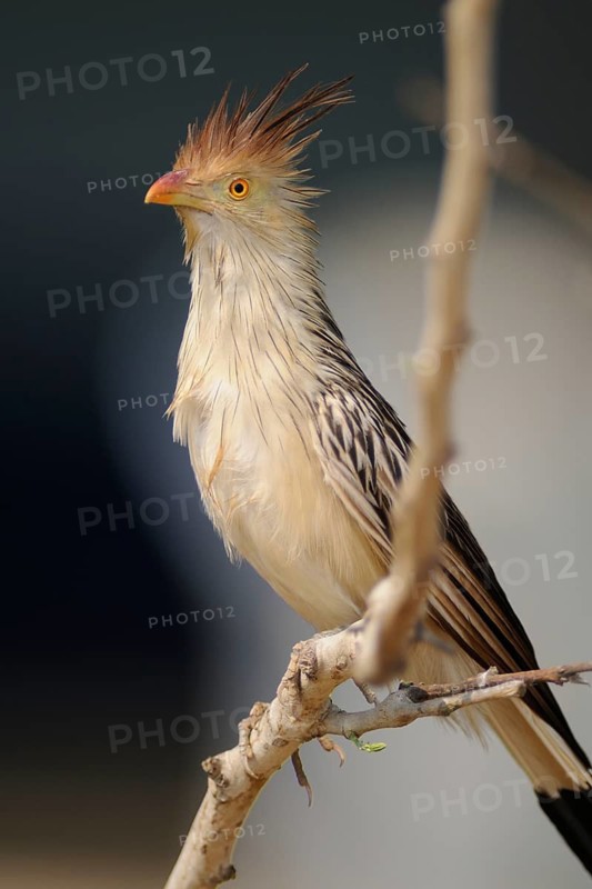 Guira Cuckoo (Guira guira), Pantanal, Brazil