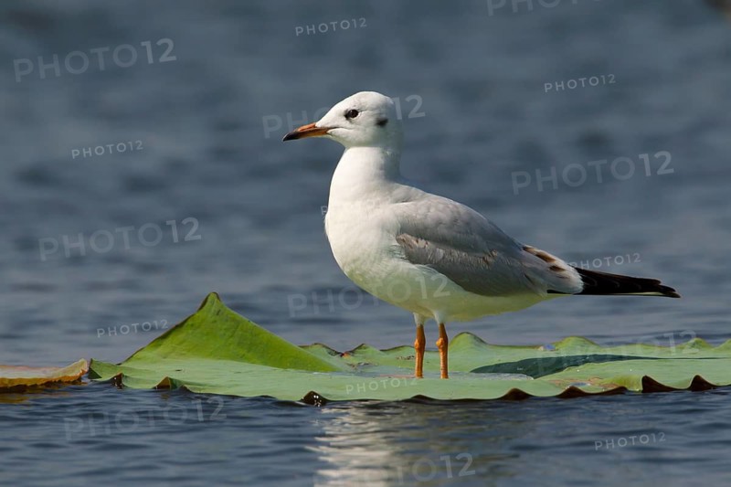 Black-headed Gull (Chroicocephalus ridibundus) perched on a leaf of a water lily, Bueng Boraphet, Thailand