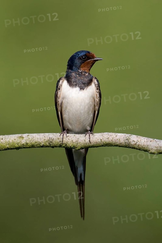 Barn Swallow (Hirundo rustica), Mecklenburg-Western Pomerania, Germany