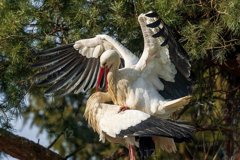 Two storks in mating position with spread wings on a tree, White Stork (Ciconia ciconia), wildlife, Germany